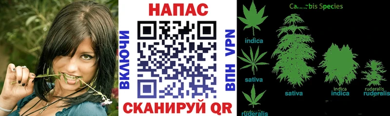 Купить где  Аркадак  Канабис Bruce Banner 